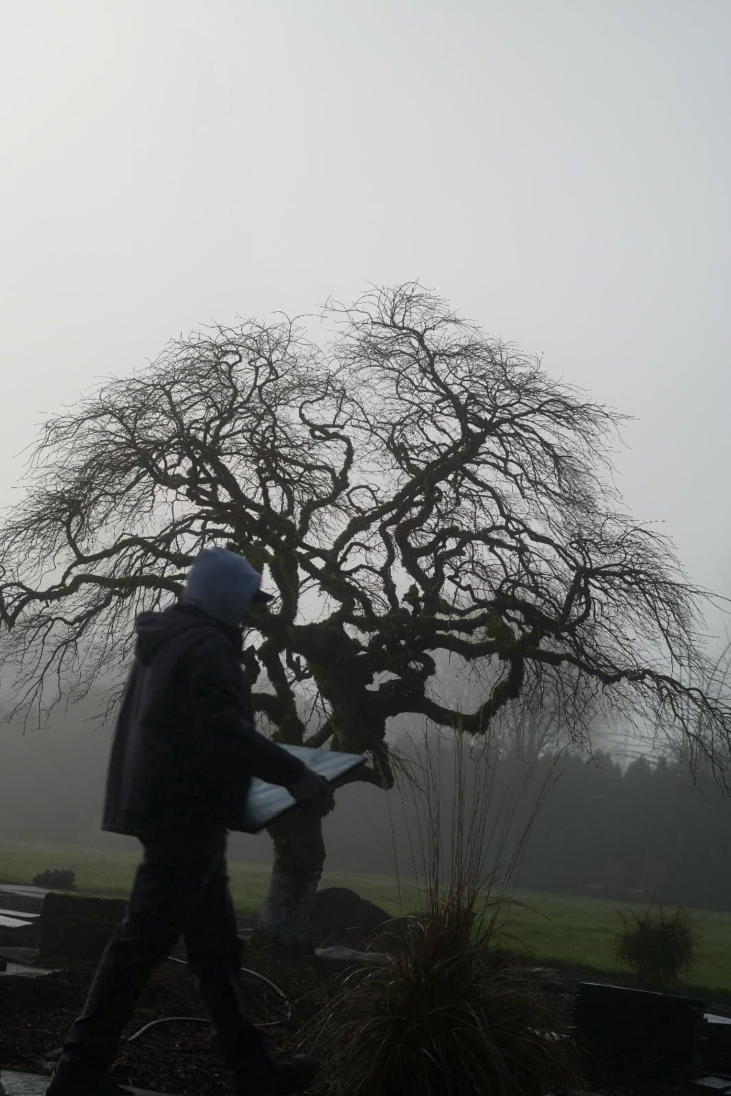 Project Embracing Winter's Calm with Sage Landscapes image