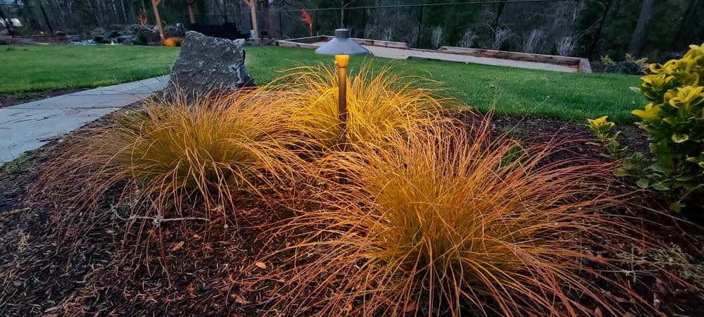 Outdoor landscape lighting illuminates ornamental grasses in a lush garden setting.