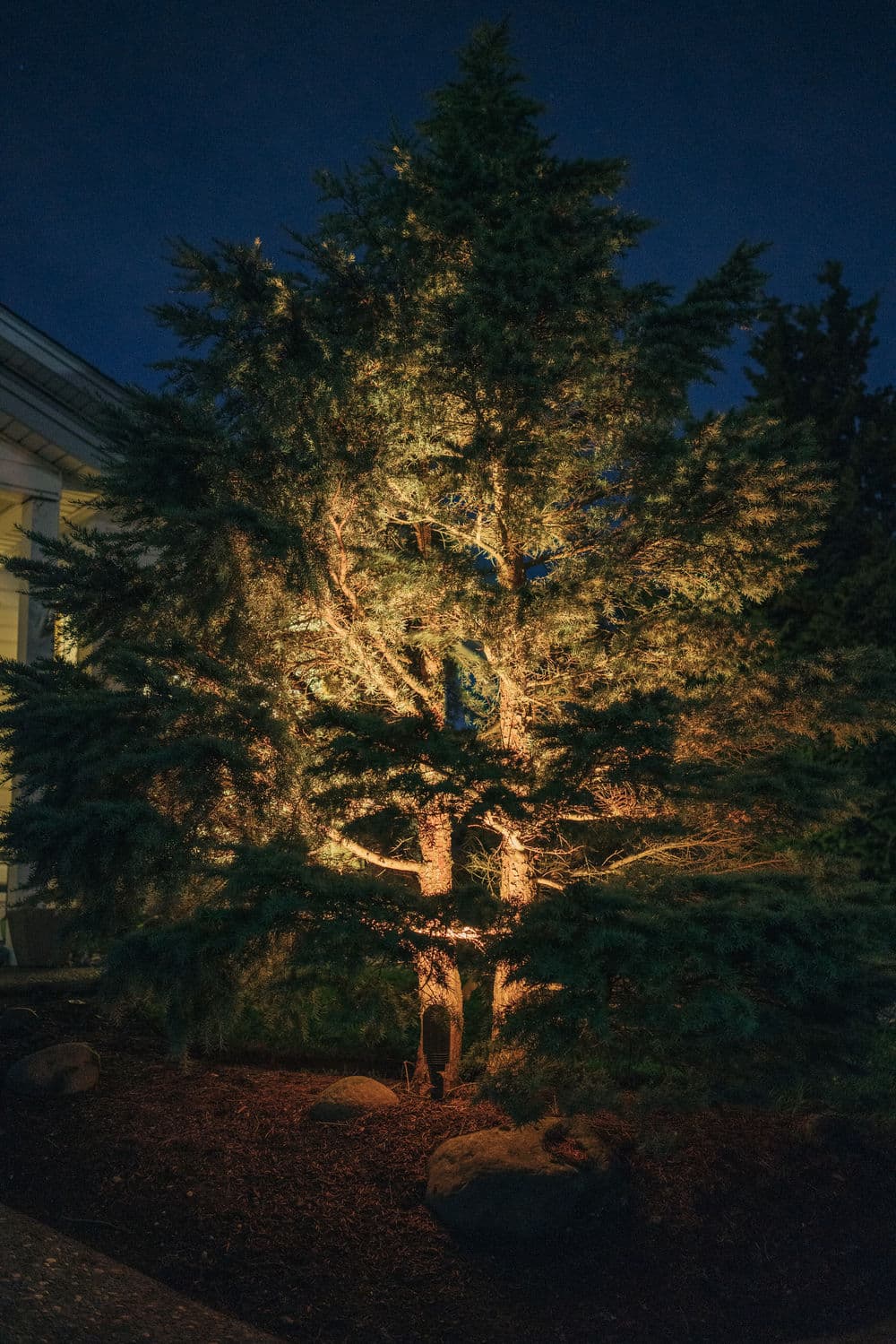 Illuminated evergreen tree at night showcasing warm lighting and natural beauty.