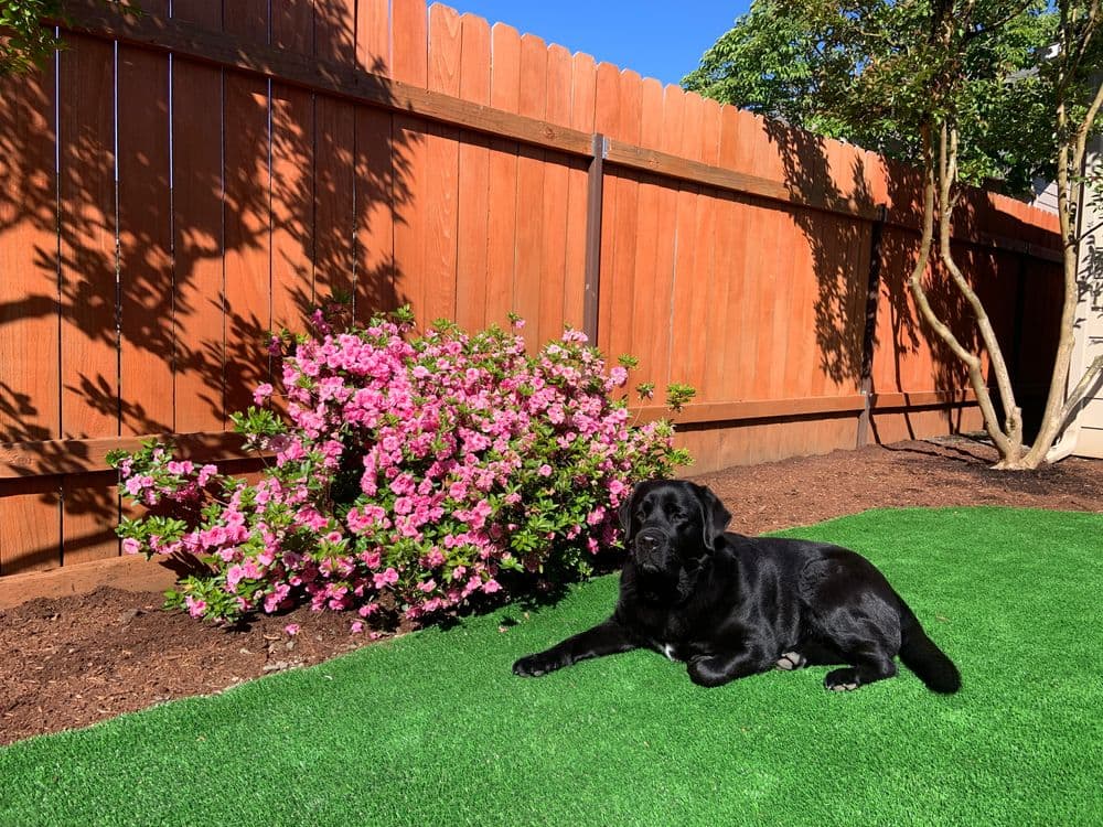 Black Labrador resting on green grass beside a blooming pink azalea bush and wooden fence.
