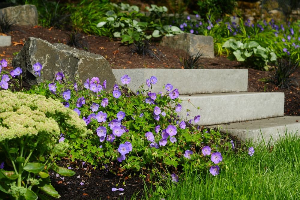 Vibrant purple flowers and stone steps in a lush garden setting with greenery.